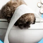 Potty Training Your Dog: The Ultimate Step-by-Step Guide