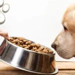 Canine Cuisine: Why Your Dog’s Diet Matters