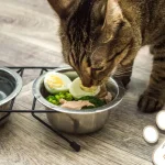 The Purr-fect Palate: Why Your Cat’s Culinary Happiness Matters