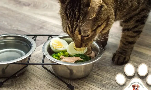 The Purr-fect Palate: Why Your Cat’s Culinary Happiness Matters