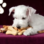 Homemade Peanut Butter and Pumpkin Dog Treats