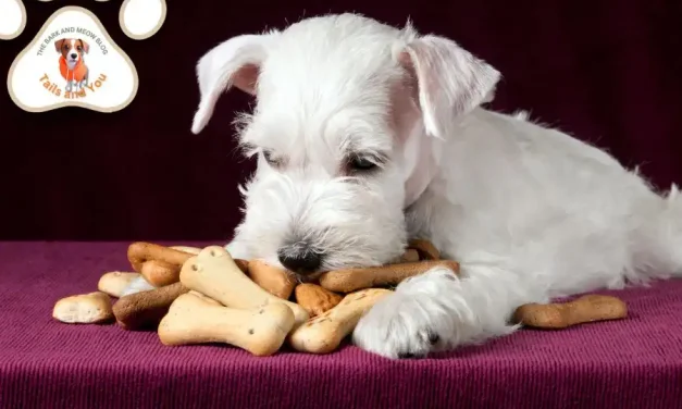 Homemade Peanut Butter and Pumpkin Dog Treats