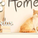 Creating a Cozy Haven: Setting Up Your Cat’s Space